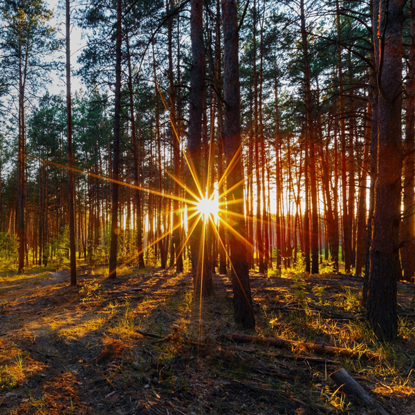 Sol en el bosque